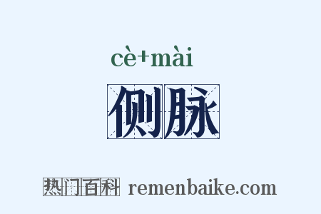 侧脉是什么意思的图片